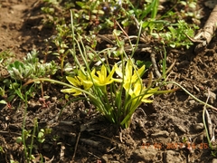 Gagea chlorantha