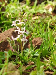 Corydalis triternata