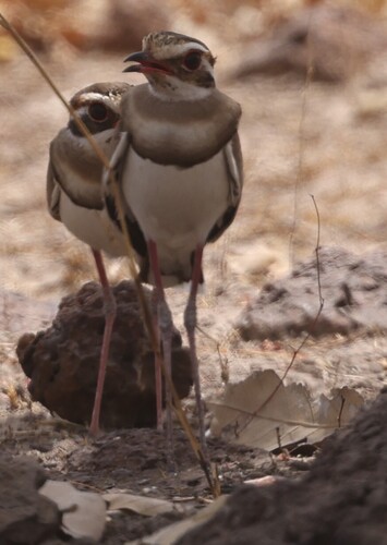 Bronze-winged Courser