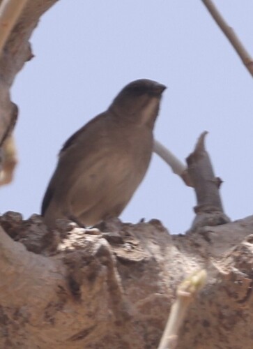 Northern Grey-headed Sparrow