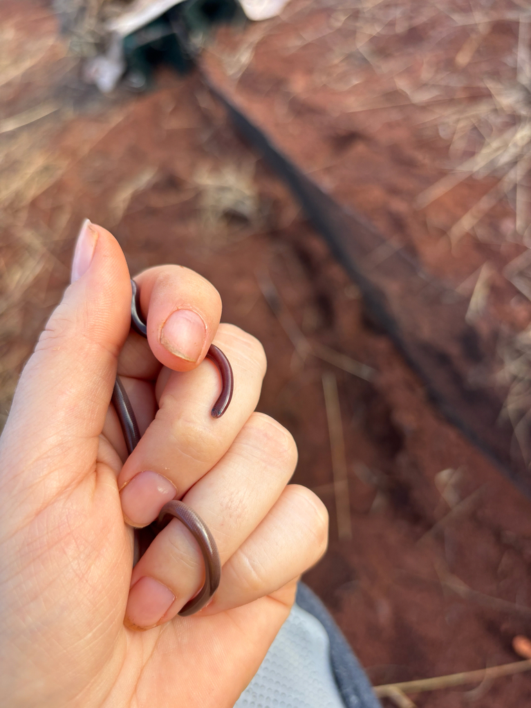 Sand-Diving Blind Snake