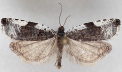 Ancylis mediofasciana