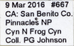 Ancylis mediofasciana