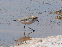Charadrius alticola