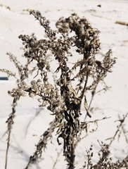 Solidago sempervirens