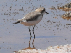 Charadrius alticola