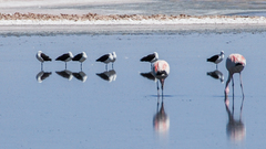 Recurvirostra andina