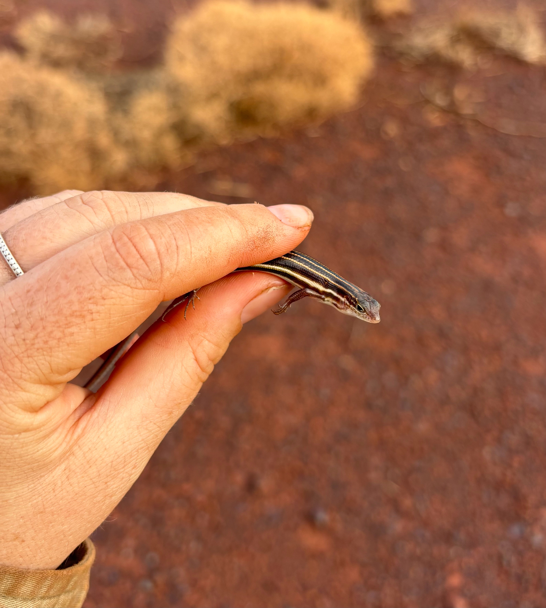 Pilbara Ctenotus photo 4