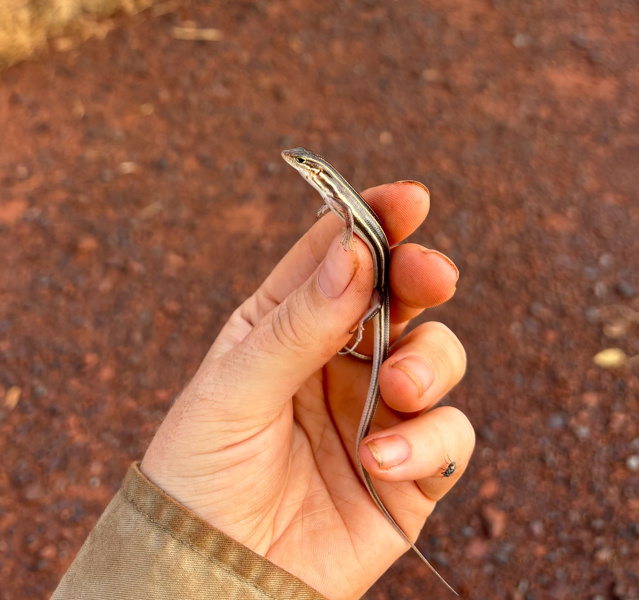 Pilbara Ctenotus photo 3