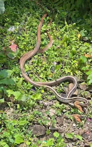Copperhead Rat Snake