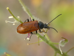 Omophlus pubescens