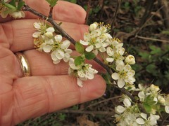 Prunus gracilis