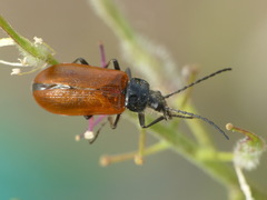 Omophlus pubescens