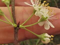 Prunus gracilis
