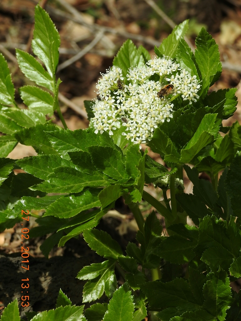 Lecokia