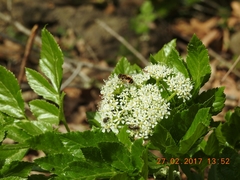 Lecokia cretica