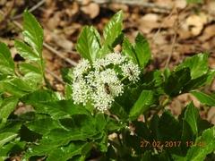 Lecokia cretica