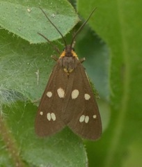 Dysauxes punctata