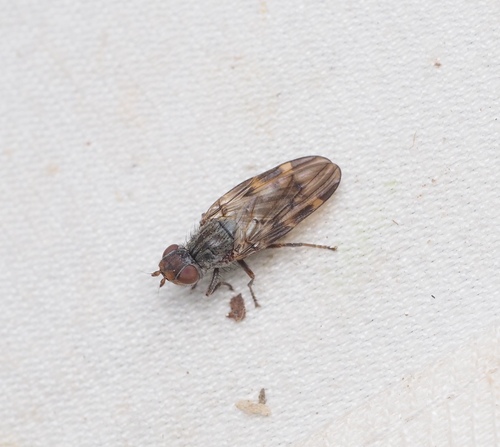 Otites nebulosa