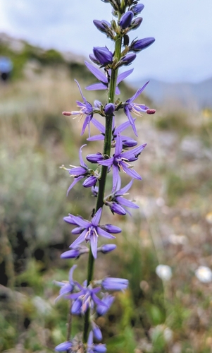 Asyneuma limonifolium, photograph 1