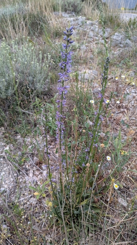Asyneuma limonifolium, photograph 2