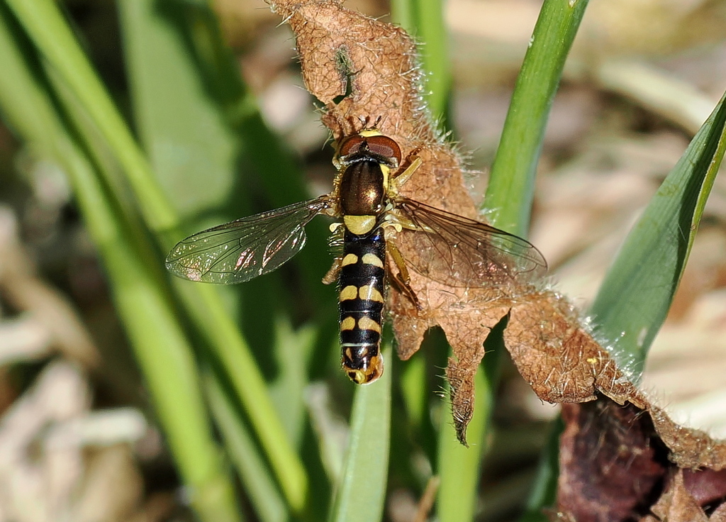 Sphaerophoria fatarum