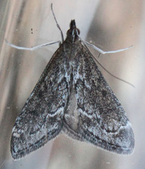Pyrausta napaealis