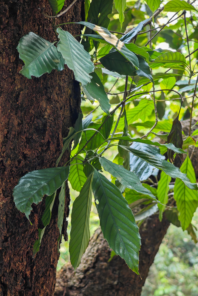 Quercus disciformis (Quercus disciformis)