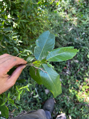 Bridelia exaltata observed 2026-04-22