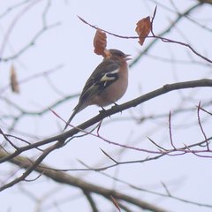 Fringilla coelebs coelebs