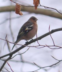 Fringilla coelebs coelebs
