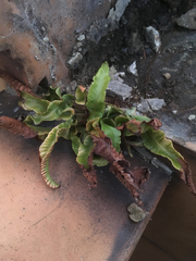 Asplenium scolopendrium