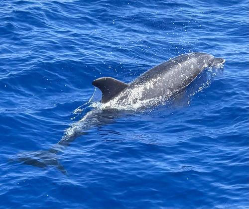 Tursiops truncatus, 2026-04-21
