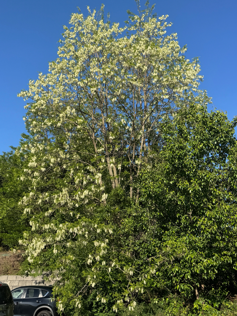black locust from Purple and Gold Way, Harrisonburg, VA, US on April 21 ...