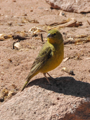 Sicalis olivascens