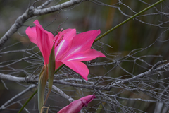 Gladiolus carmineus