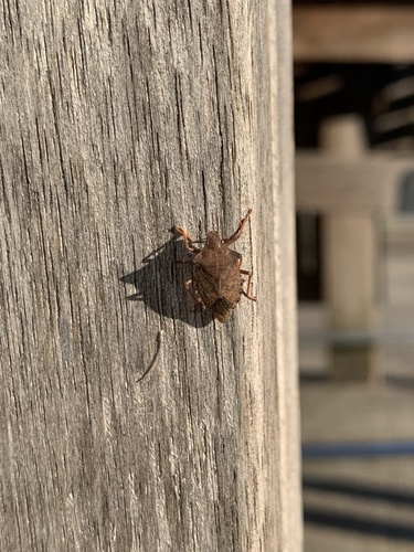 Photo of Dock Leaf Bug (Arma custos)