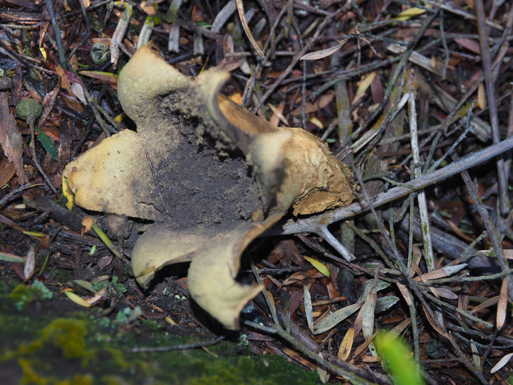 Scleroderma macrosporum · April 2026 · photo: © marsupialsoup (iNaturalist, cc-by)