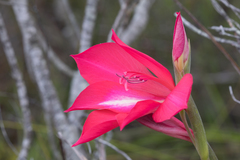 Gladiolus carmineus