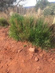 Carex morrowii