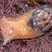 Cloudy Bubble Snail - Photo (c) Craig Hoover, some rights reserved (CC BY-NC), uploaded by Craig Hoover
