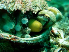 Amphioctopus