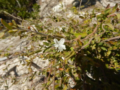 Jacquemontia havanensis