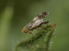 Tephritis divisa