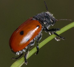 Lachnaia paradoxa