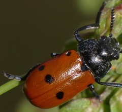 Lachnaia paradoxa