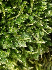 Plagiothecium denticulatum