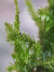 Plagiothecium denticulatum