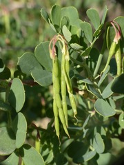 Coronilla valentina glauca