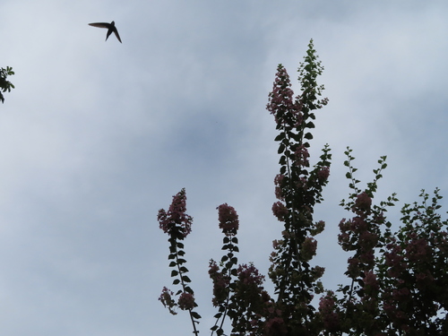 White-rumped Swift (Apus caffer)